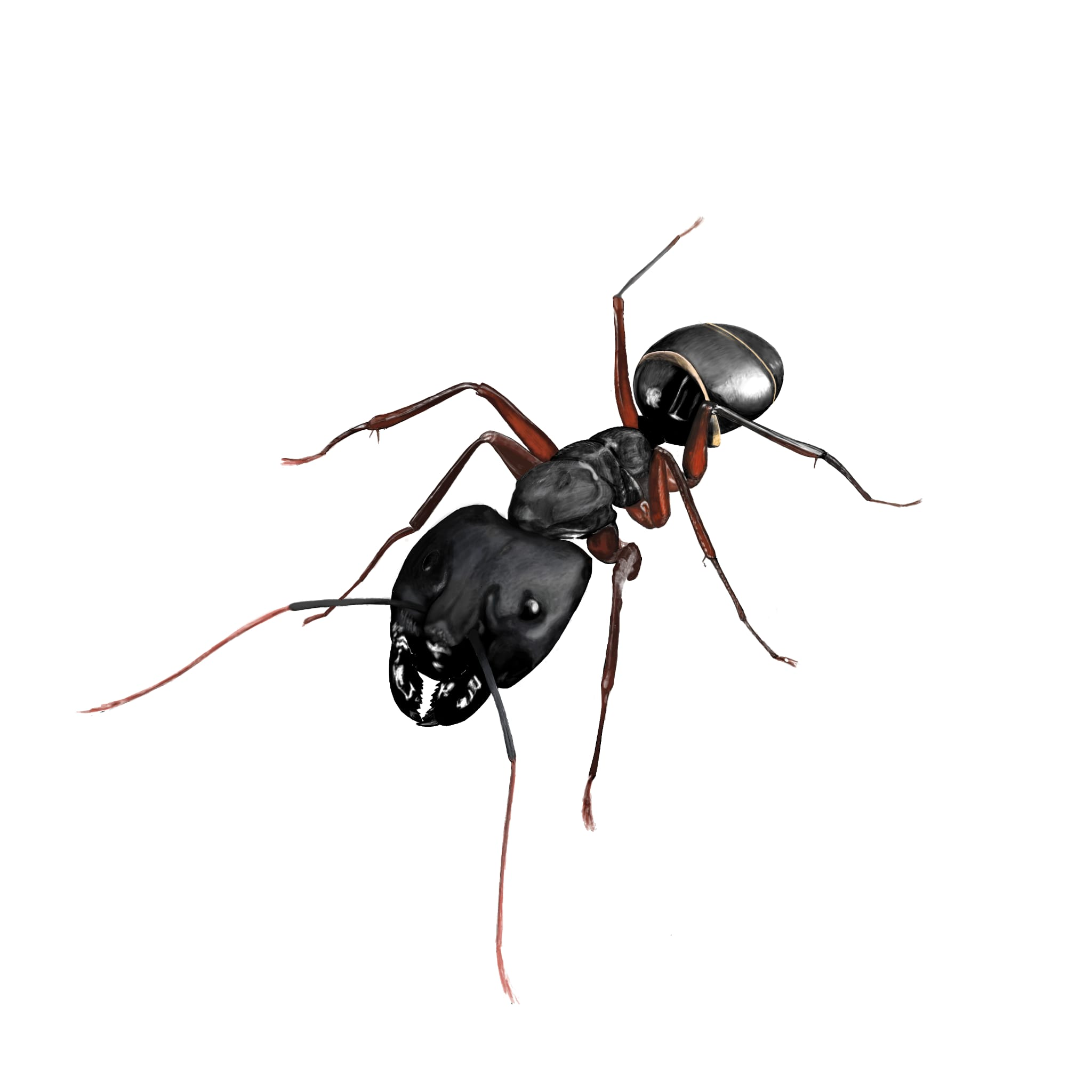 carpenter_ant