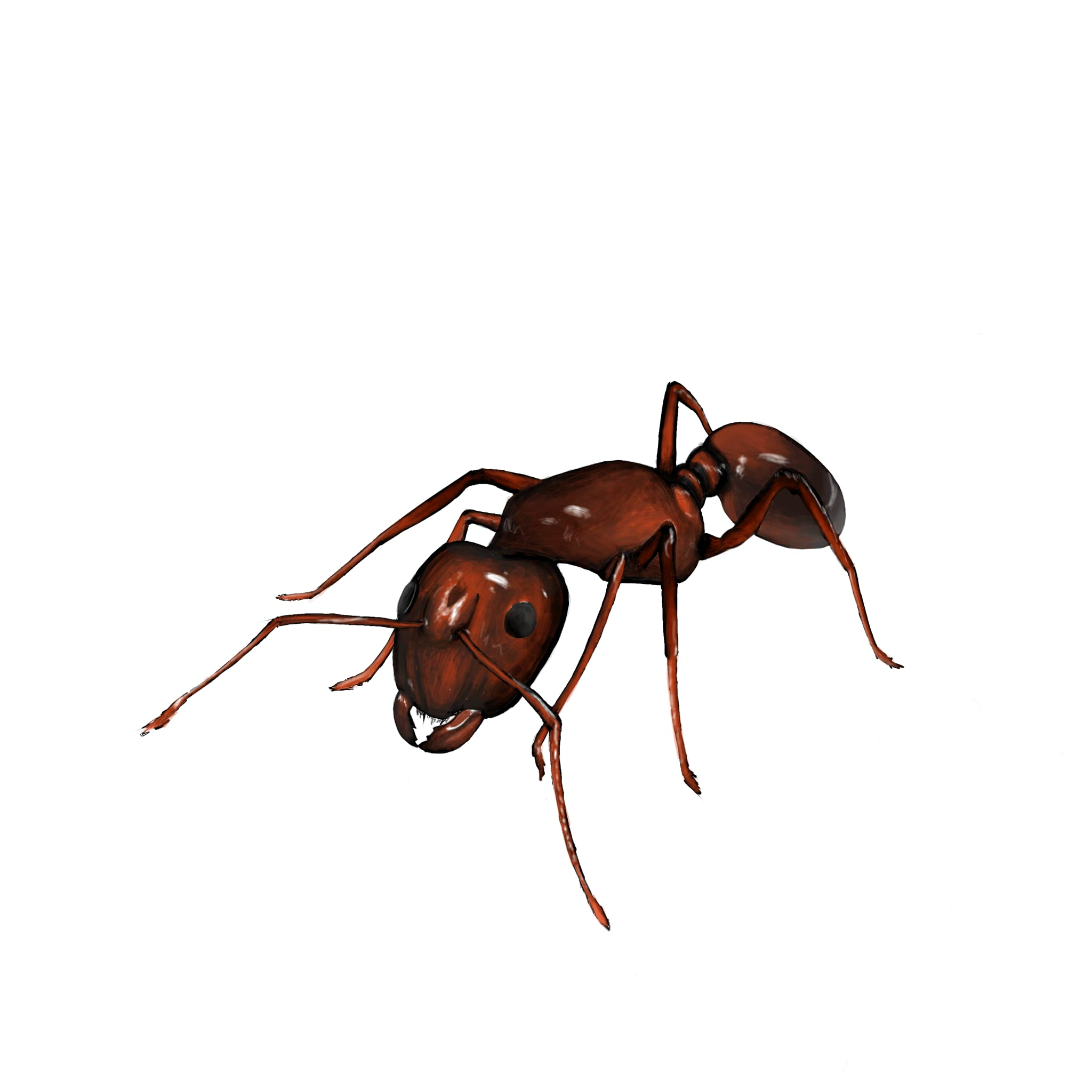 fire_ant
